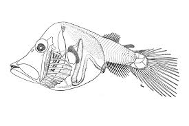 However, given optimal conditions, they can grow up to eight inches in length. Gigantura Indica