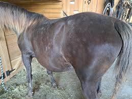 Profile for Deer creek stables