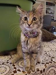 Berikut adalah video kucing dan anak kucing meowing untuk mengelirukan haiwan kesayangan anda. Terpesona Dulu Kurus Dan Tidak Dipandang Transformasi Terkini Kucing Ini Buat Ramai Teruja Era Baru