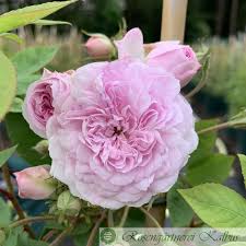 In comparison, biennials live for only two years, and annuals only live for one year. Perennial Blue Ramblerrosen