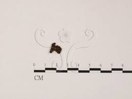 Image result for Chlorosplenium chlora