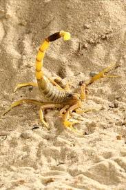 Scorpione