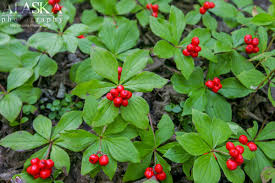 Image result for Cornaceae