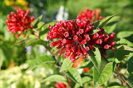 Image result for Cestrum elegans