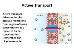 Transport trucks from manufacturers to dealerships and body companies throughout the united states and canada. Active Transport Endocytosis And Exocytosis Ppt Download