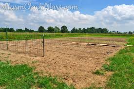 Corn leaf aphids (rhopalosiphum maidis) on sweet corn are generally of minor importance in south carolina. Growing Sweet Corn My Fearless Kitchen