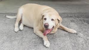 Check spelling or type a new query. Fat Labrador Retriever 11 Year Stock Footage Video 100 Royalty Free 15967504 Shutterstock