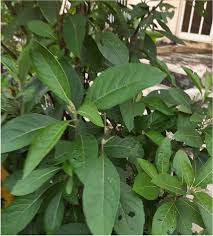 Image result for Vernonia adoensis