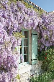 Wysteria Cottage Garden Wisteria Garden