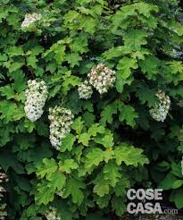 Il verde ci può regalare momenti magici da trascorrere da soli o in compagnia. La Siepe Fiorita Tutto L Anno Cose Di Casa