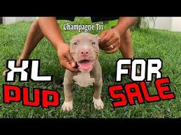 $675 (orc > san diego) pic hide this posting restore restore this posting. Xl American Bully Puppies For Sale Craigslist 07 2021