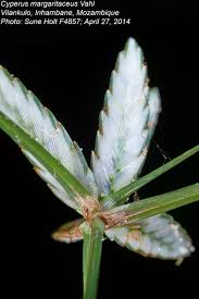 Image result for Cyperus margaritaceus