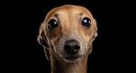 PuppyFind | Italian Greyhound Puppies for Sale