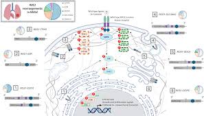 Image result for ROS1 Inhibitor