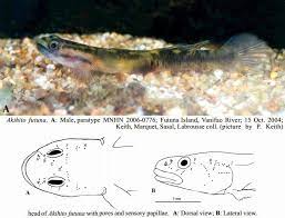 8 Rarest Freshwater Fishes In The World Rarest Org