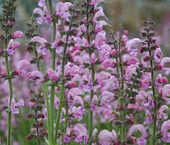 Pin On Perennials No Taller Than 24 Inches Maybe
