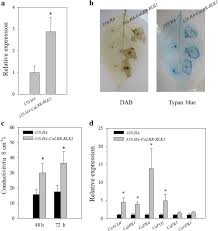 But can i set a simple rsi in a bot say of period 2? Calrr Rlk1 A Novel Rd Receptor Like Kinase From Capsicum Annuum And Transcriptionally Activated By Cahdz27 Act As Positive Regulator In Ralstonia Solanacearum Resistance Springerlink