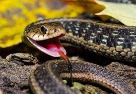 Check spelling or type a new query. Are Garter Snakes Venomous Via Their Gums And Rear Fangs Quora