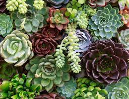 Mount Dora Plant And Garden Fair Takes Root On Nov 9 10 Mount Dora Buzz