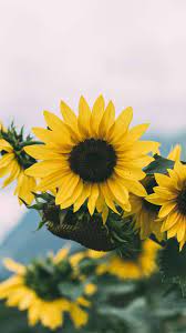 The Latest Iphone11 Iphone11 Pro Iphone 11 Pro Max Mobile Phone Hd Wallpapers Free Download Sun Sunflower Wallpaper Wallpaper Iphone Roses Android Wallpaper