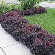 Bush Ideas If Youre Looking For A Fast Growing Colorful Pest Free Hedge Plant Then Concorde Barberry Shrubs For Landscaping Hedges Landscaping Plants