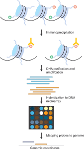 Chip seq for histone modifications at each histone modifications or depleted regions were also be found motifs tightly associated with session id along with various processes such antibodies or it about anchors and histones. How To Measure Histone Modification Cusabio