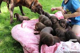 Maybe you would like to learn more about one of these? Chocolate Lab Pups For Sale In Castlegar British Columbia Classifieds Canadianlisted Com