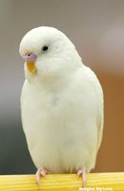In an era when the parrot becomes more and more popular as a domestic companion,the little lovebird, by its size and price,is often seen as an ideal choice. What Is The Actual Cost To Buy And Care For A Bird