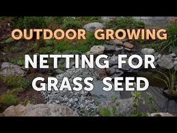 The netting is supposed to stay in the ground until it disintegrates, and there is no practical reason to remove the netting at any point in the process. Netting For Grass Seed Youtube