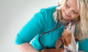 Maybe you would like to learn more about one of these? Veterinary Specialists In Houston Bayou City Mobile Veterinary Specialists