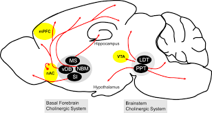 Image result for Cholinergic Toxicity
