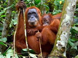 Want to save sumatra's orangutans? Sumatran Orangutans Sumatran Orangutan Treks By Sumatra Ecotravel