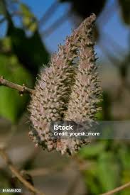 Image result for Pergularia