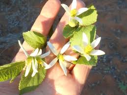 Image result for Grewia avellana