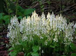 The advantage of this product is the possibility of shading, color changes that can be performed with pigment inks, oil pastels, soft pastels and more. Tiarella Cordifolia Allegheny Foam Flower Z 3 9 Heritage Flower Farm