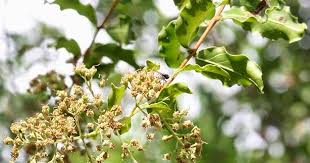 Image result for Galpinia transvaalica