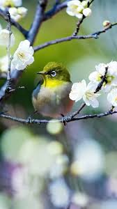 We did not find results for: Tree White Flowers Tit Spring 750x1334 Iphone 8 7 6 6s Wallpaper Background Picture Image