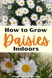 If you love bananas, you'll be ecstatic to learn that you can grow banana plant yourself. How To Grow Daisies For Beginners 2 Quick Tips The Gardening Dad In 2021 Vegetable Garden For Beginners Vegetable Garden Tips Common House Plants