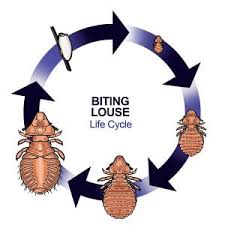 Image result for lice life cycle