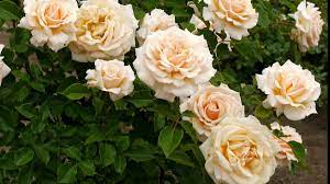 You simply can't be concluded that a particular rose is the. File 4k Most Beautiful Rose Flowers Flower Shrubs And Colorful Garden That You May Have Never Seen Webm Wikimedia Commons
