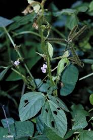 Image result for Calopogonium mucunoides