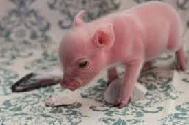 Someone Buy Me A Teacup Pig Cute Baby Pigs Teacup Pigs Baby Pigs