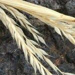 Image result for Eriochloa meyeriana