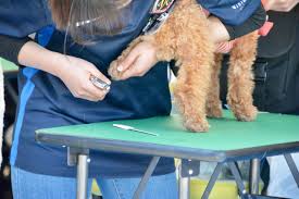 What's the price of miniature goldendoodle puppies? When Do Goldendoodle Puppies Need Their First Haircuts 5 Tips To A Better Grooming Experience Goldendoodle Advice