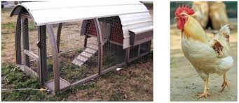 If you're thinking about raising pet chickens in your backyard, it's important to research the different breeds first. Pet Chickens Raising Chickens In Your Backyard