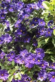 Image result for Solanum lichtensteinii