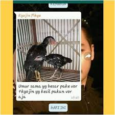 Pengusir racun sampai pencegah kanker! Kyojin Pati Rembang Blora Pakan Ayam Raksasa Posts Facebook