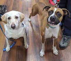 Founded in 1975, we celebrate our 45th anniversary this year! Phoenix Md Boxer Meet Sadie A Pet For Adoption