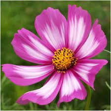 Candystripe Cosmos Seeds Cosmos Bipinnatus Cosmos Flowers Flower Seeds Wildflower Seeds