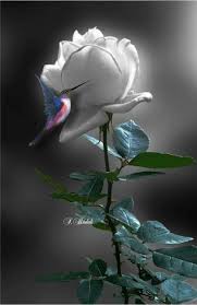 Good Morning My Love Beautiful Rose Flowers Beautiful Roses Beautiful Flowers